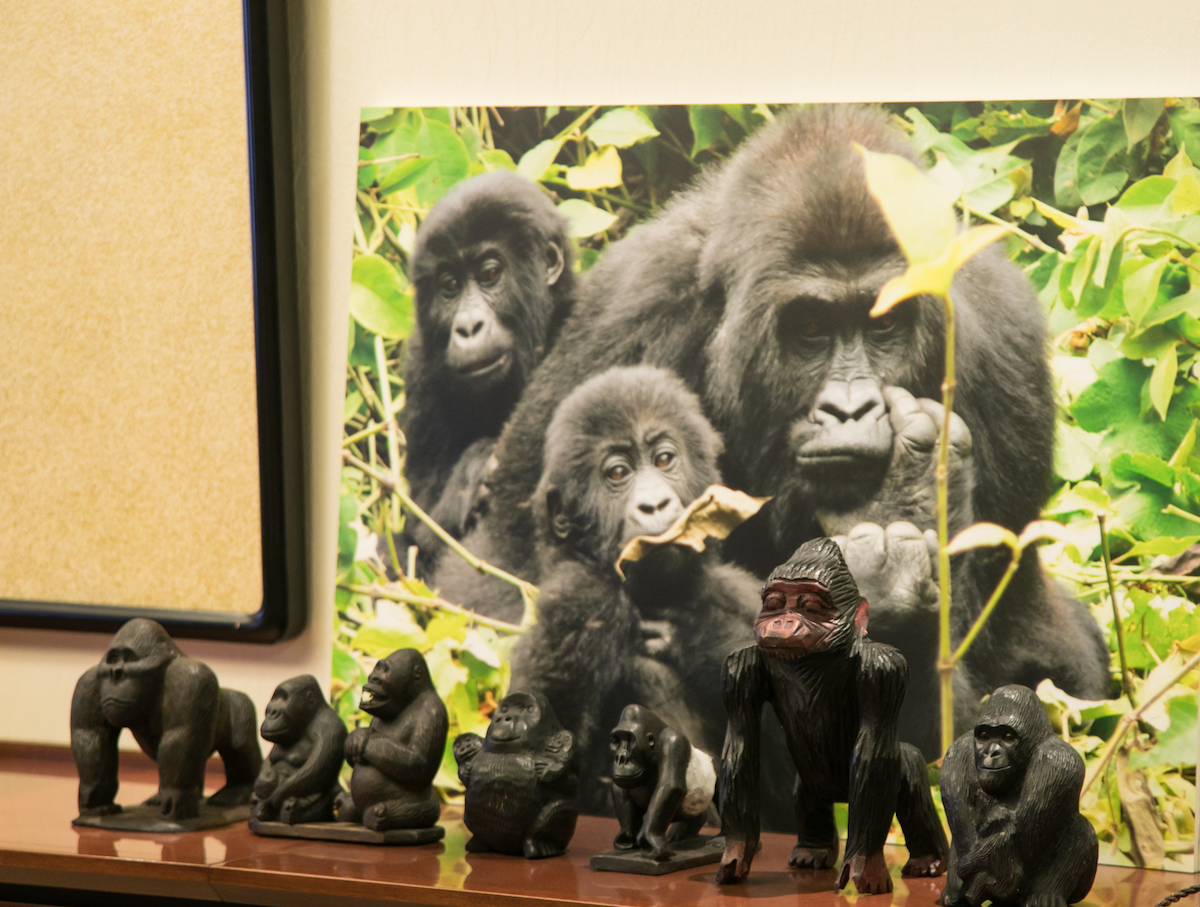 Professor Yamagiwa's gorilla figurines lined up