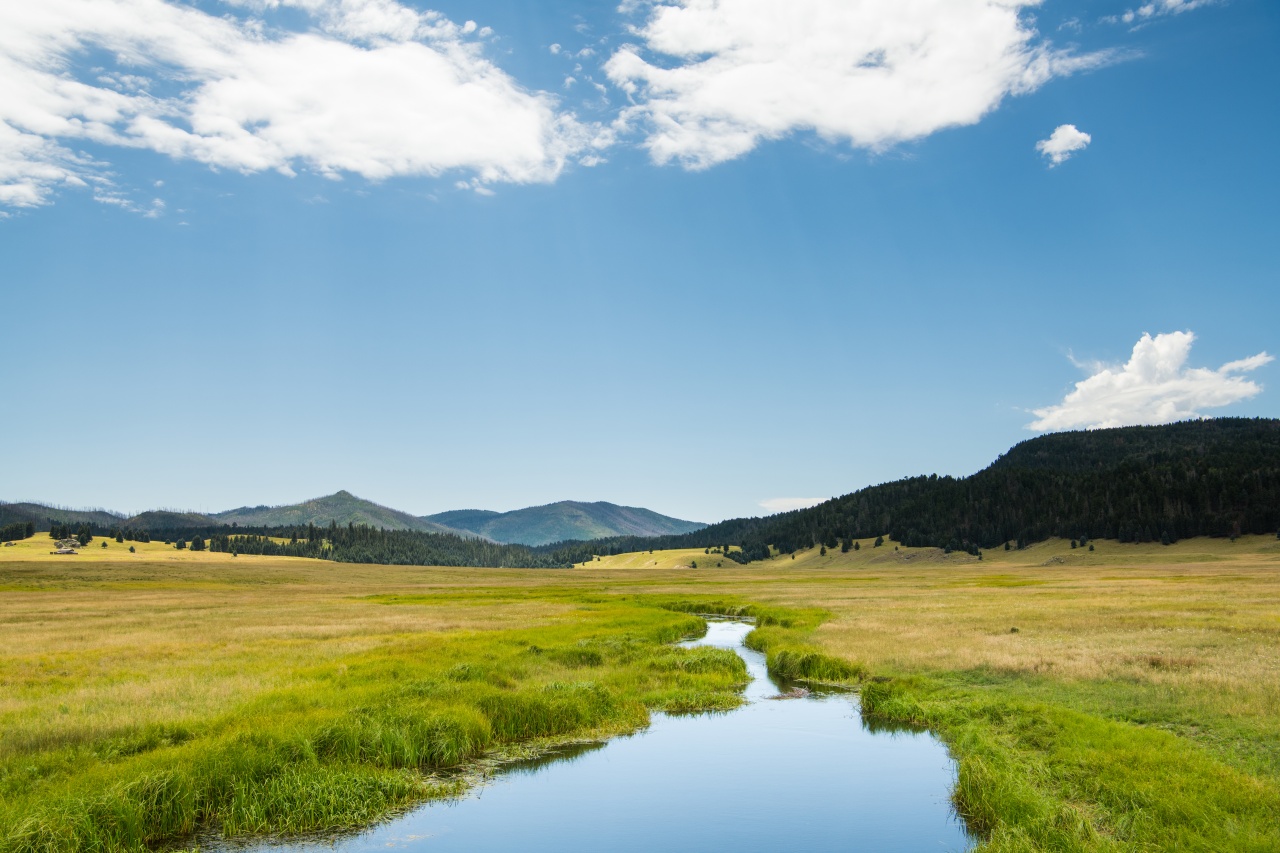 a calm meadow on a sunny day, with a brook running through the middle